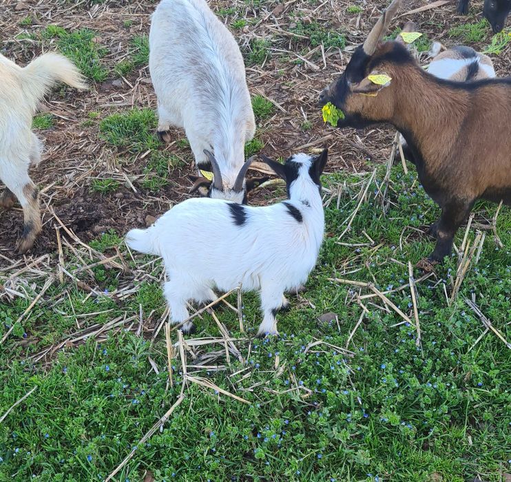 Crias cabras anãs machos/fêmeas