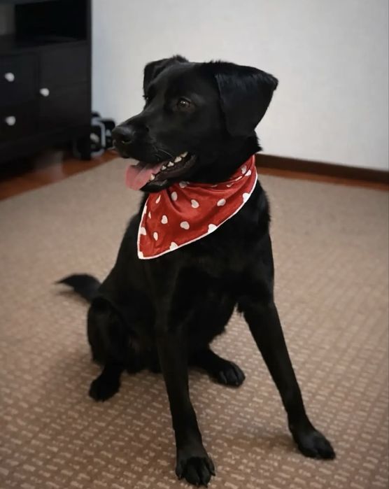 Cãozinho jovem para adoção responsável