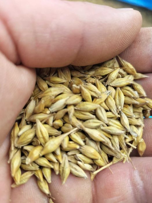 Sprzedam jęczmień ozimy JAKUBUS