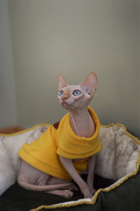 Свитер для сфинкса, одежда для котов, кошек, собак, животных, новая!