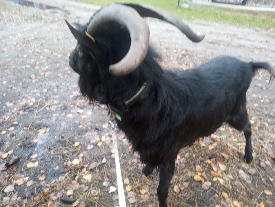 Kozioł kazimierzowski czarny