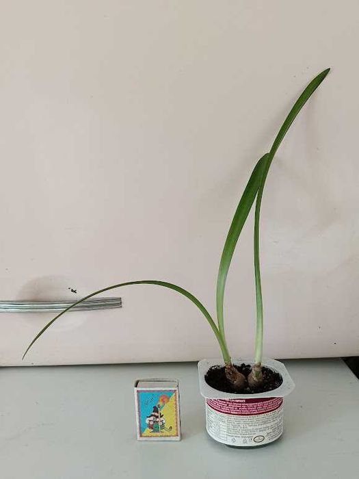 Гиппеаструм красный, алое