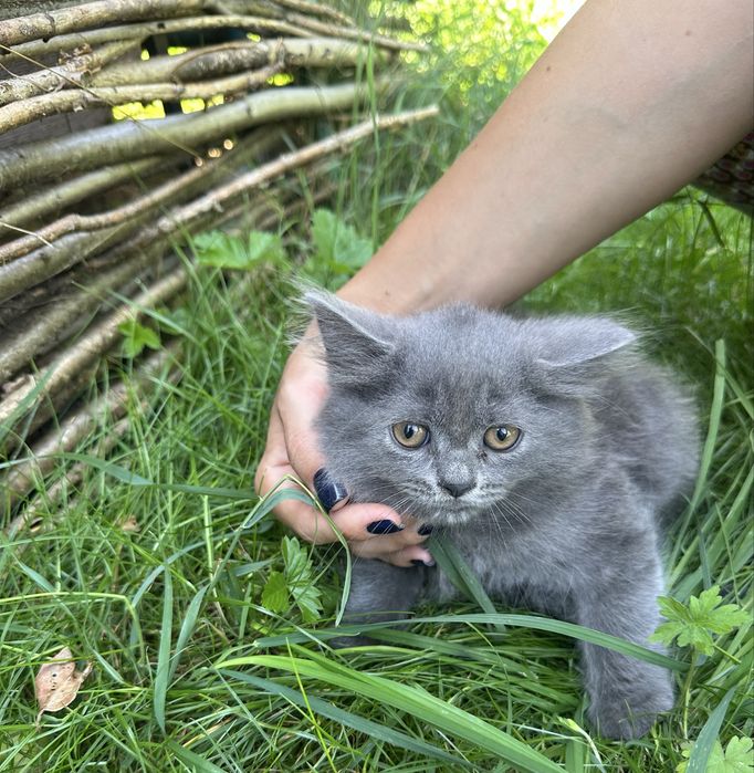 Кошенята сіренькі в добрі руки