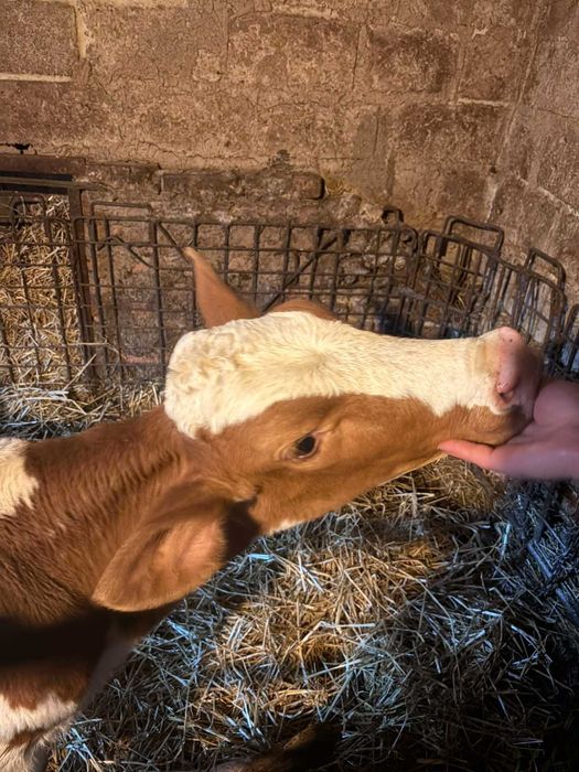 Продам теличку на корівку.