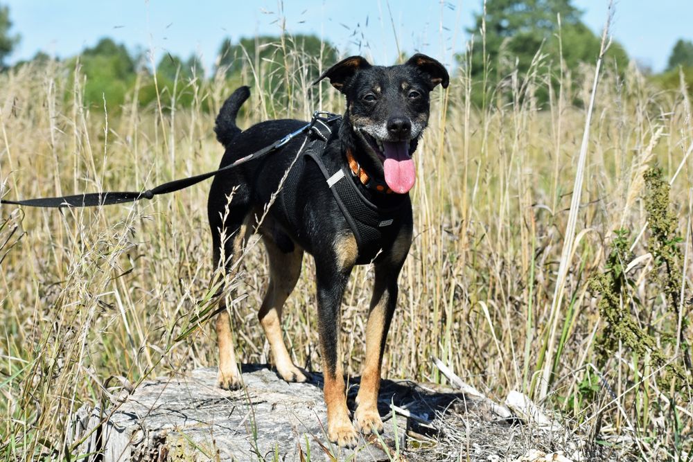 Uroczy piesek czeka na własnego człowieka