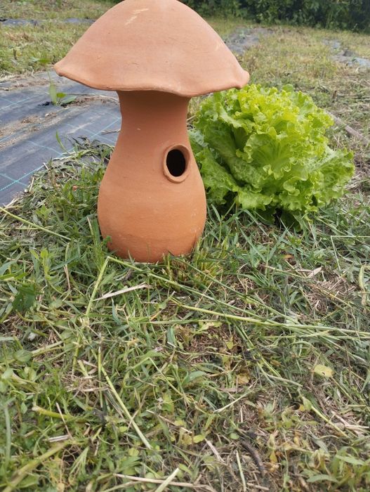 Proteja a sua horta contra caracóis e ratos
