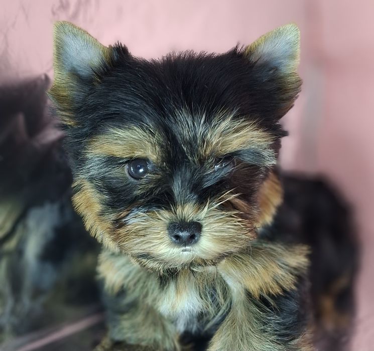 Мини девочки йорочки