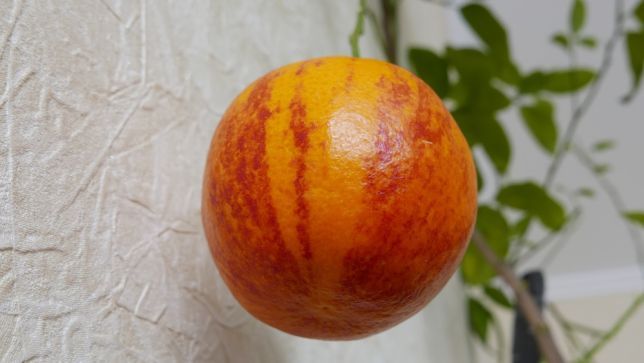 Лимон "Аркобалено" Комнатный