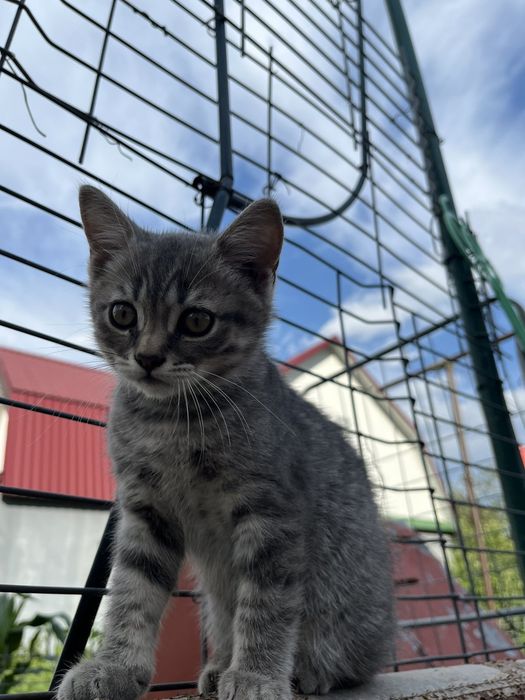 Грайливі милі кошенята