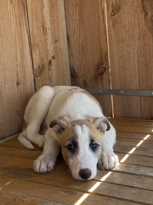 Urodzony w bezdomności przez porzuconą sunię. Uroczy maluszek w typie charta do adopcji za darmo.