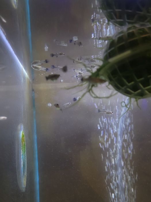 Guppy blue moscow juvenis (2 meses)