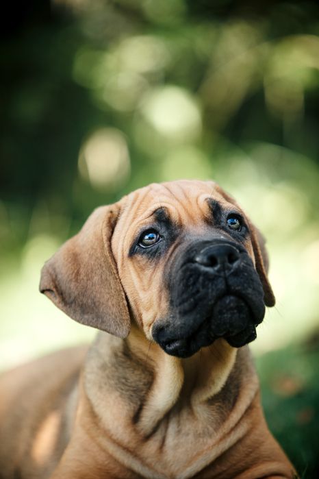 Кане корсо цуценята