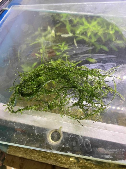 Vesicularia ferriei - Weeping moss Mech