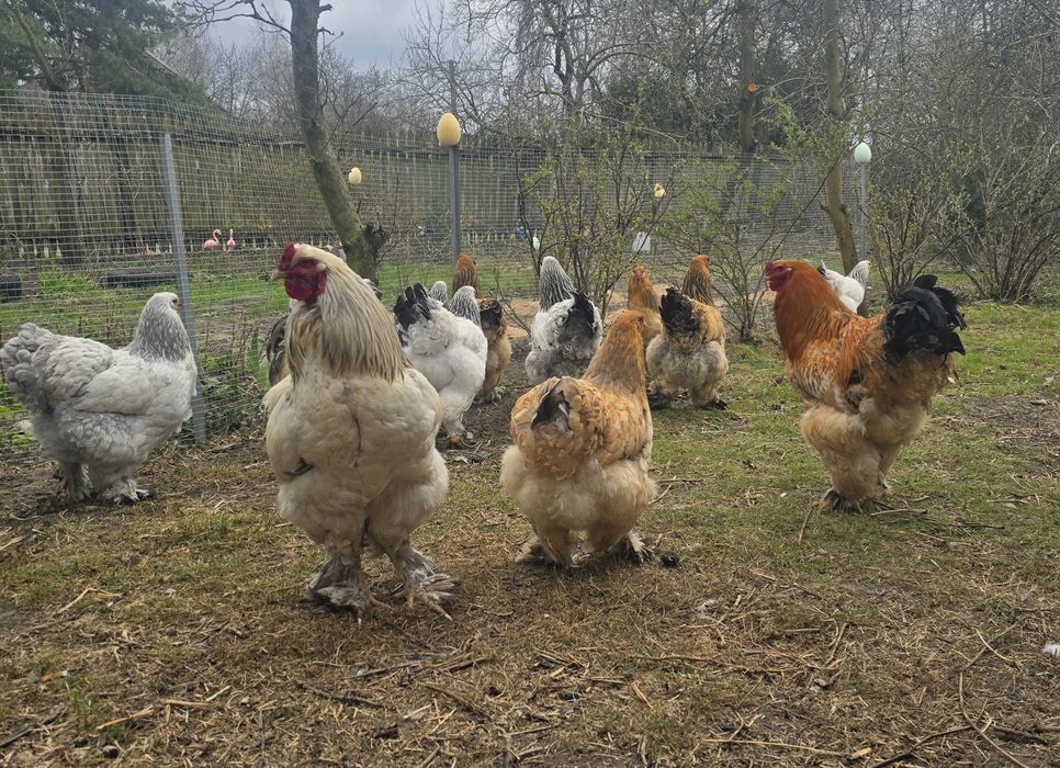 Brahma Olbrzymia jaja lęgowe