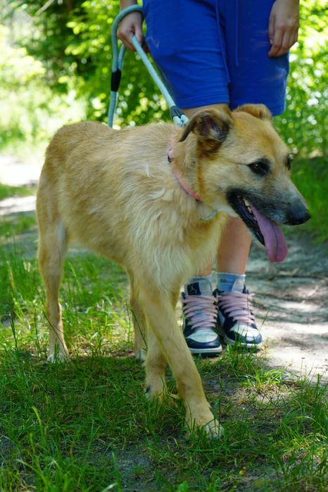 Chanel suczka średnia pies do adopcji biszkoptowa