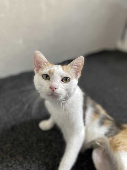 Kotka szuka domu, przyjazna trikolorka