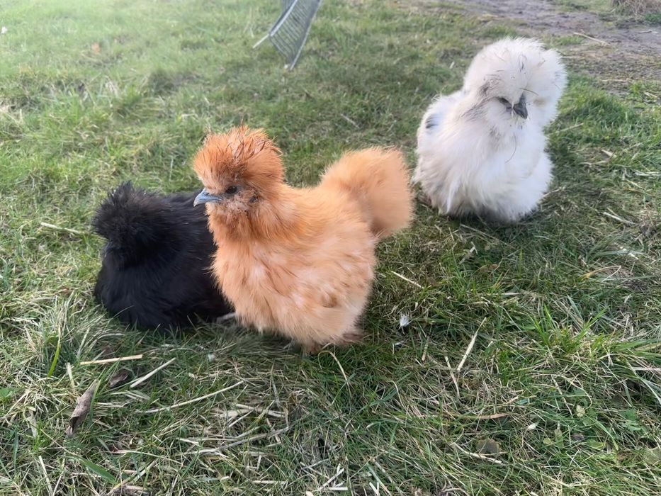 Kurczaki Siłka USA kury koguty