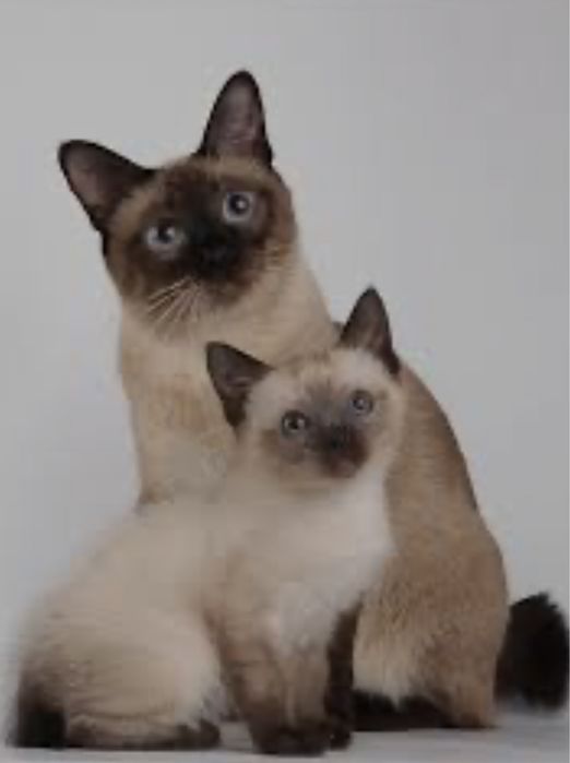 Кошенята Меконгский Бобтейл