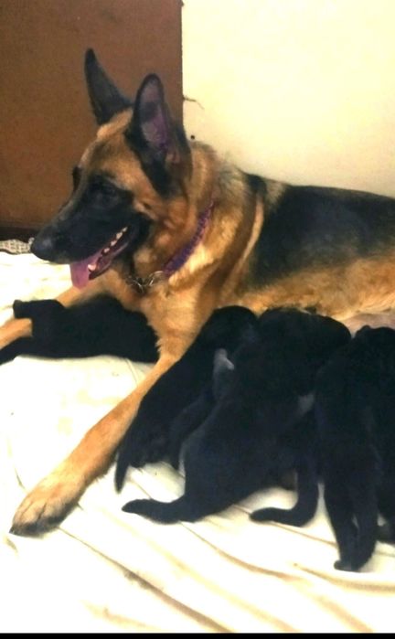 Племенной питомник предлогает щенков от роскошных производителей