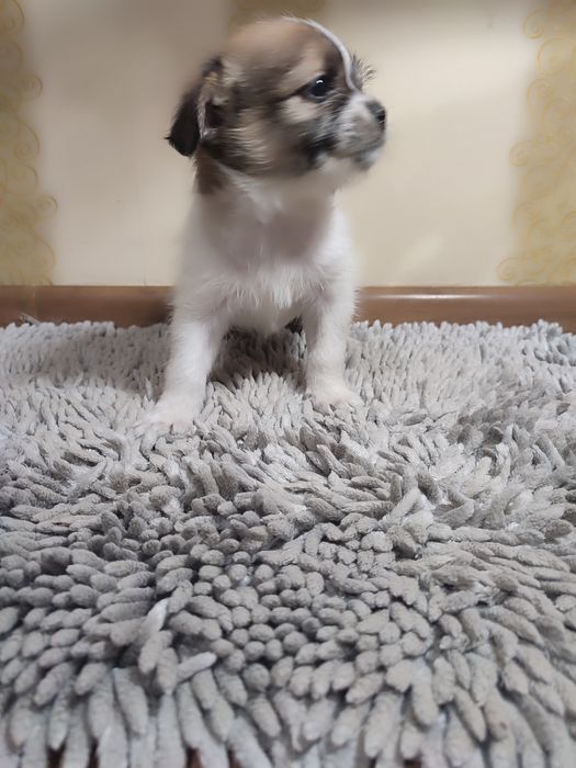 Ши тцу цуценята метиси