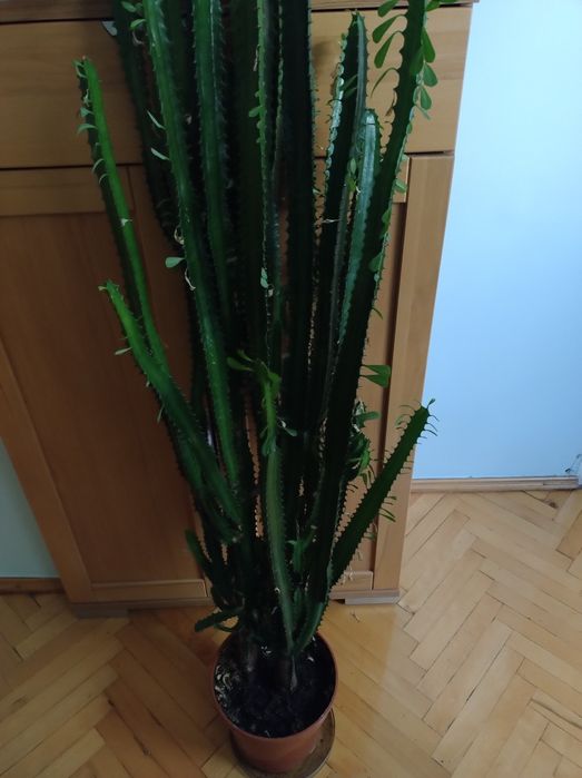 Wilczomlecz sukulent ok. Kalisza