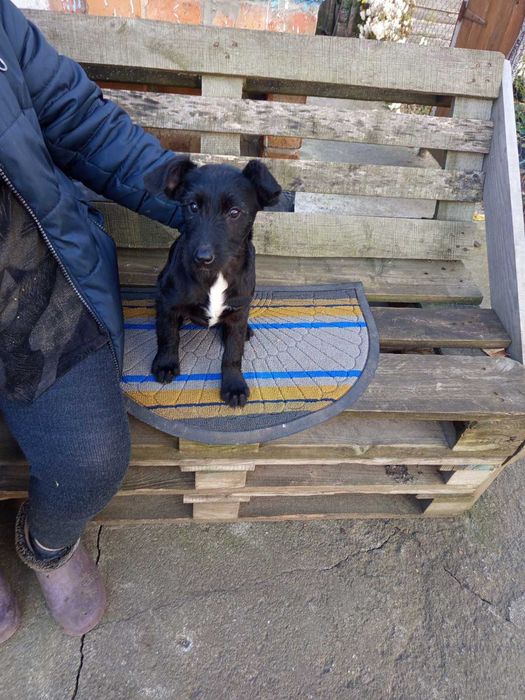 Цуценя в добрі руки - безкоштовно