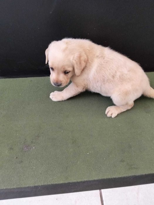 Labrador  pronto para nova familia