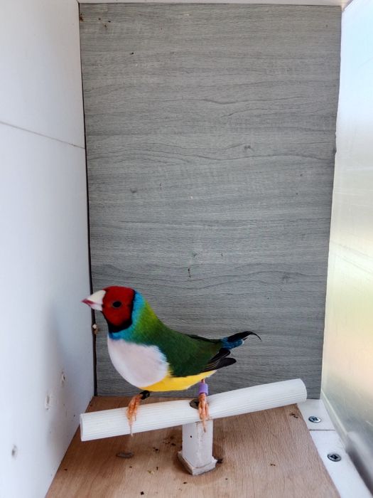 Diamantes de gould