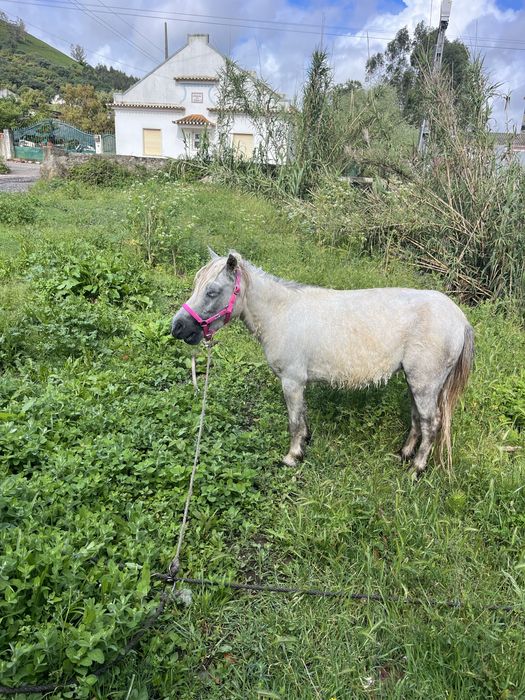 Poneis femea montada