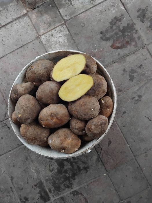 Продається картопля