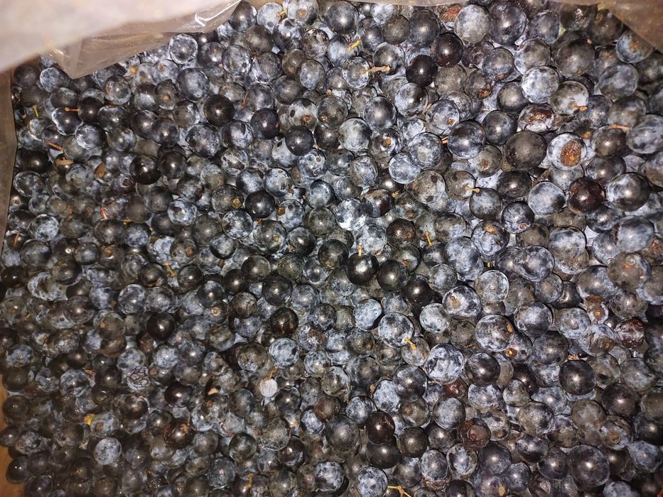 Tarnina owoce świeże 2 kg