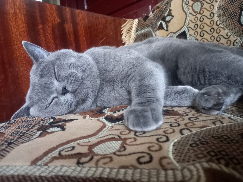 Вязка британский кот прямоухий