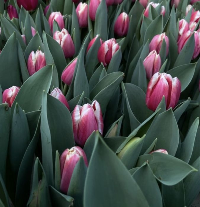 Тюльпани до 8 Березня від виробника — зріз, передзамовлення.