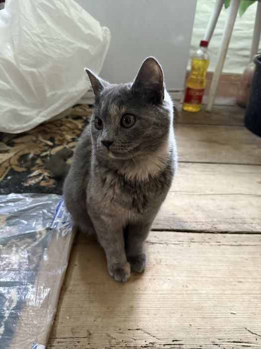 Віддам в хороші руки