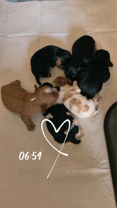 Cavalier king spaniel szczeniaczki do rezerwacji