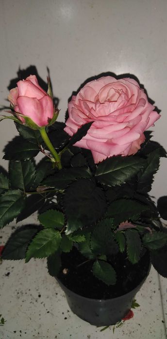 Камелія біла, червона, ніжно рожева.Мімоза, шлюмбергера.