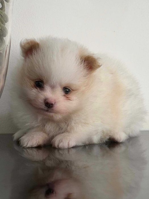 Spitz Alemão Anão/ou Lulu da Pomerânia FEMEA BICOLOR com   LOP e AFIXO