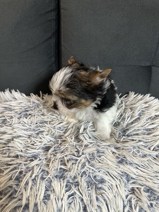 Biewer Yorkshire Terrier