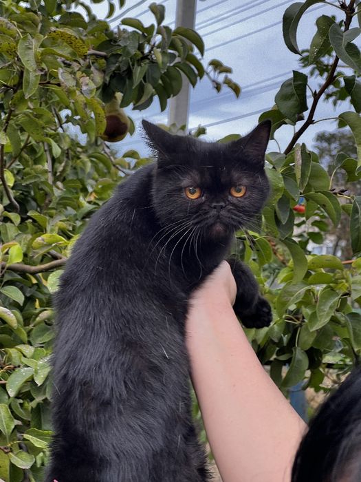 Кошечка Черный солид