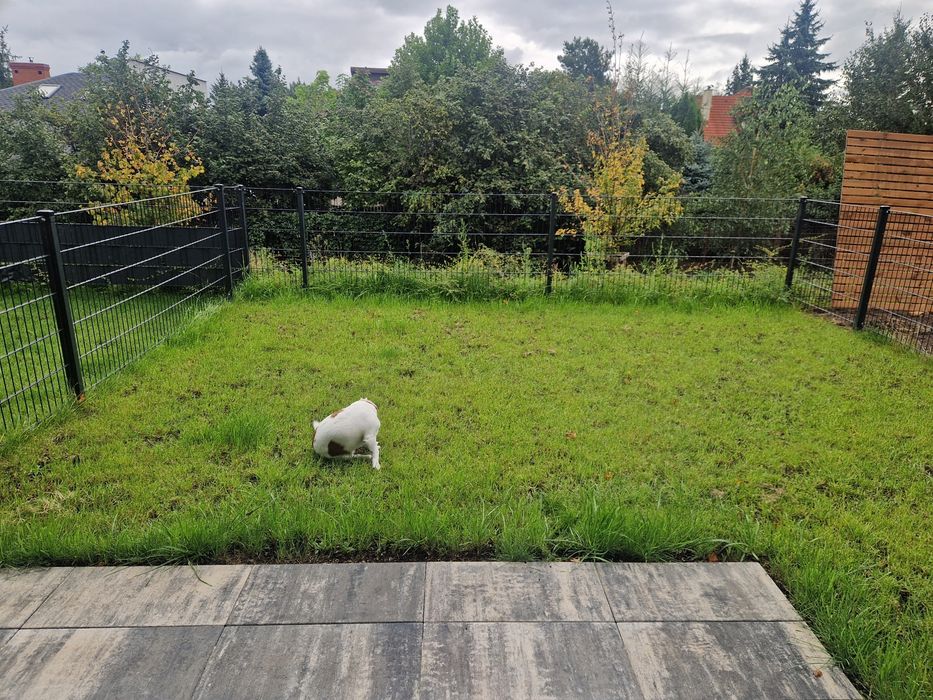 wynajmę mieszkanie 38m2 nowe z ogrodem