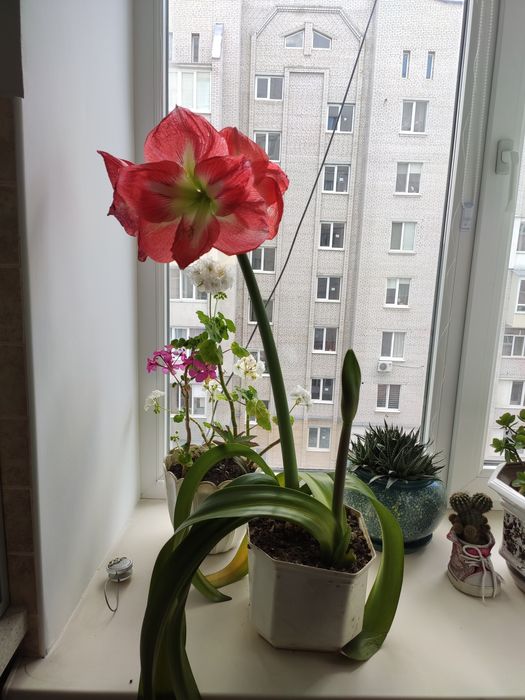 Амариліс, грамофон