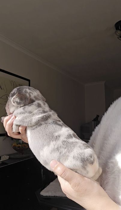 Bulldog Lilac exelente porte