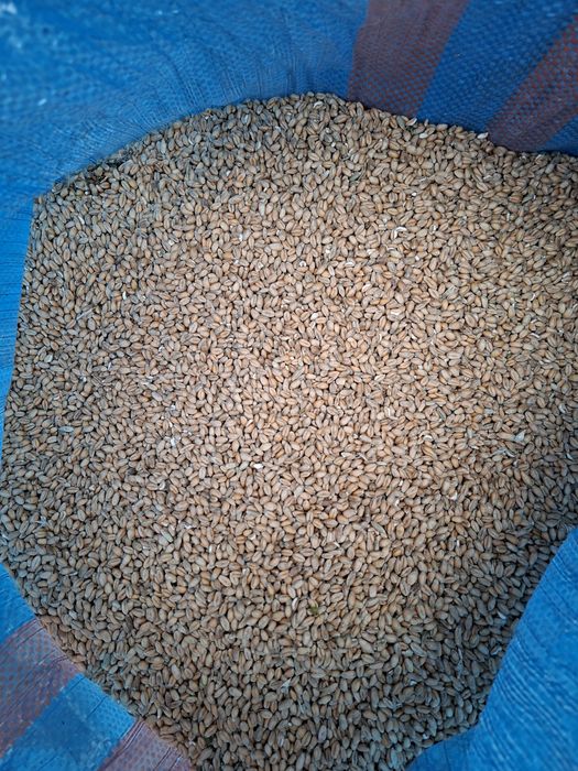 Sprzedam pszenicę ozima  Wilejka 

dla  drobiu kaczek 63-5