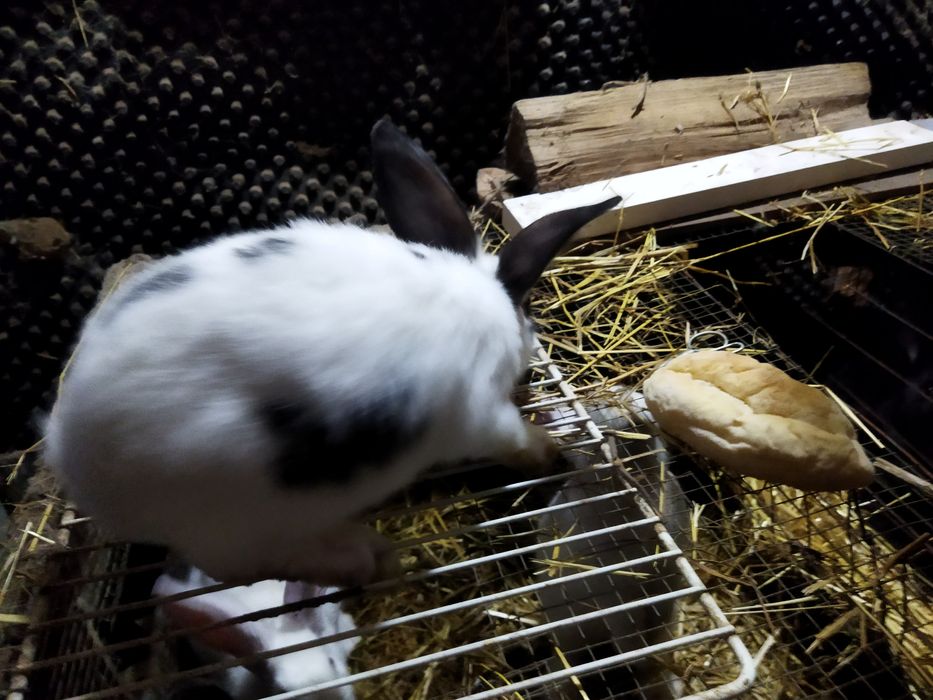 Vendo Coelhos com mais de 2 meses