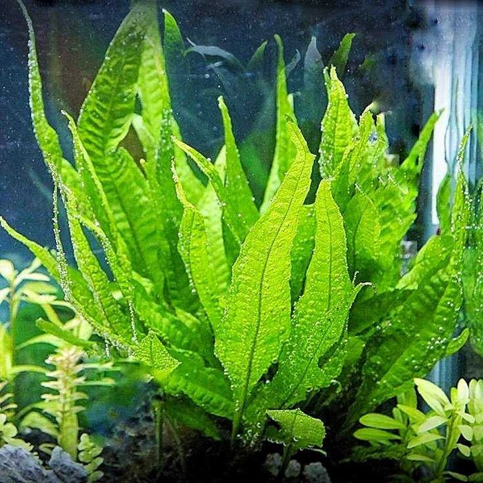 MISIEKZOO Rośliny - Mikrozorium