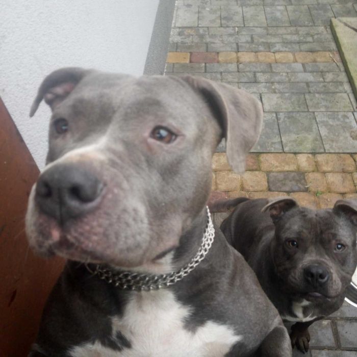 American Staforrd Terier merle gotowy na zmianę domu blu amstaff