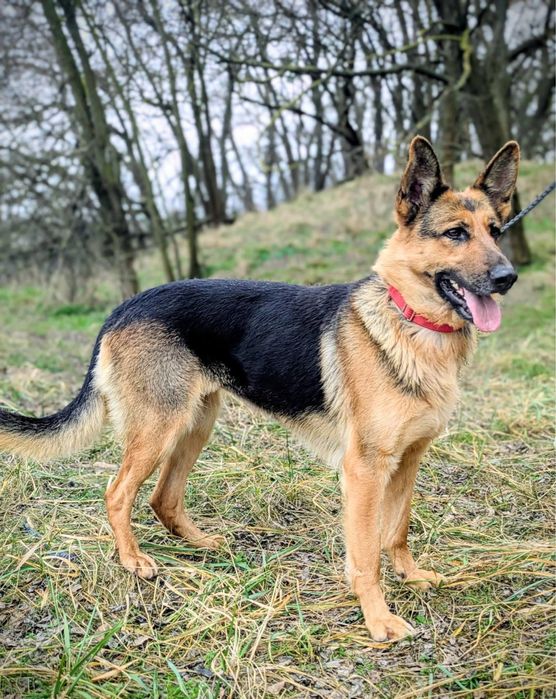 Blanka w typie owczarka niemieckiego szuka domu!