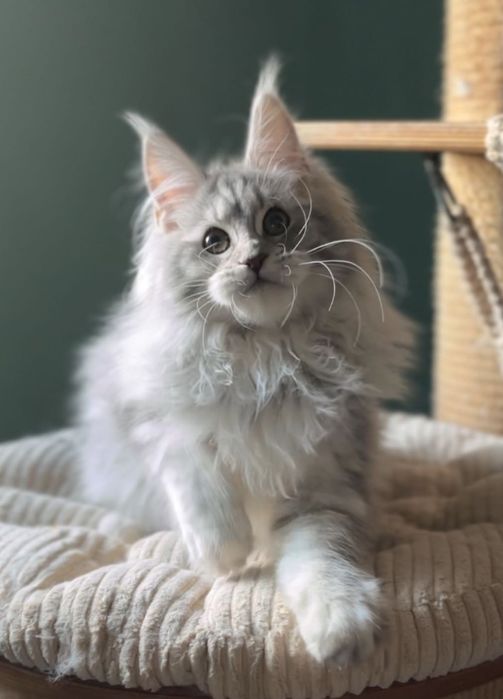 Кошеня мейн кун дівчинка