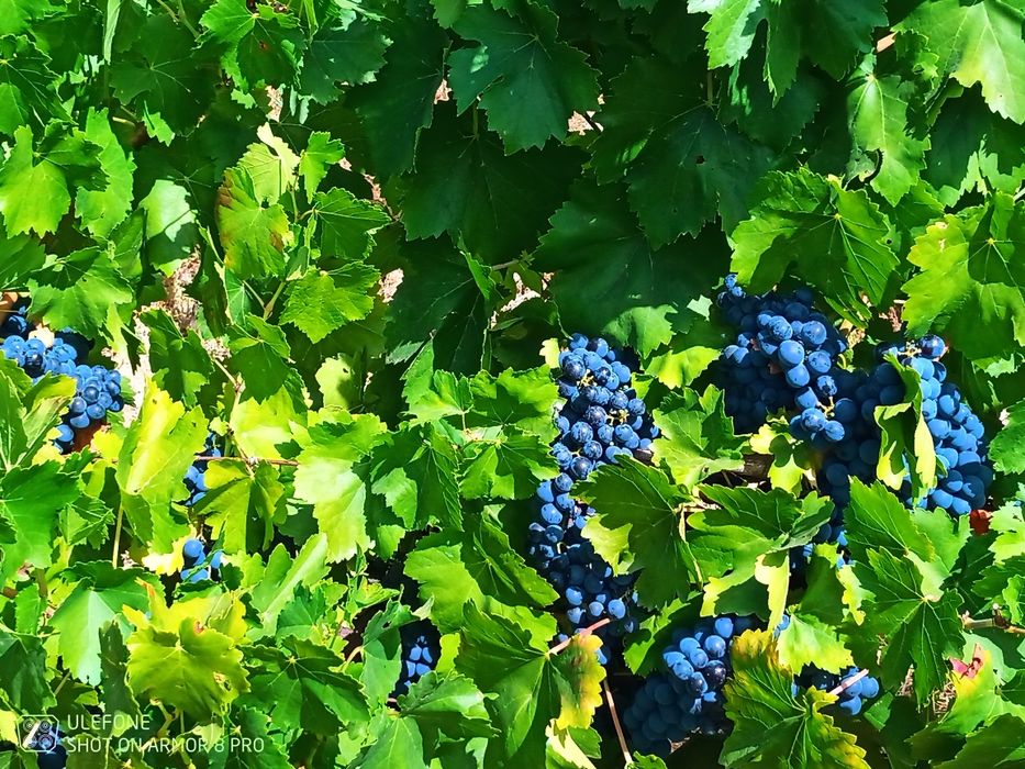 Venda de uvas para vinho