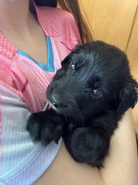 Bebés para adoção responsável